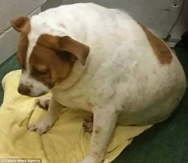 obese dog