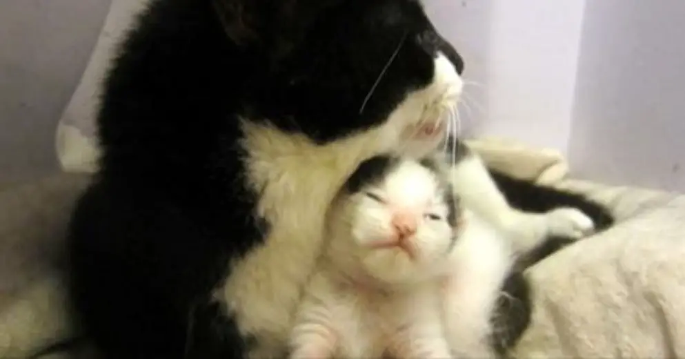 How To Tell If A Cat Isn T Feeling Well How To Tell If A Cat Isn T Feeling Well