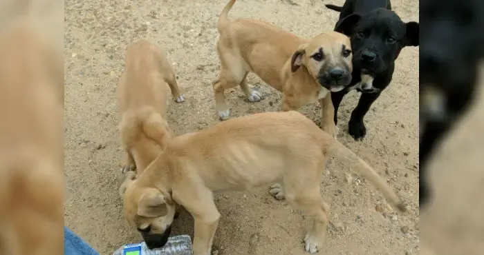 abandoned puppies