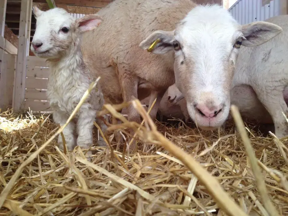 sheep gives birth