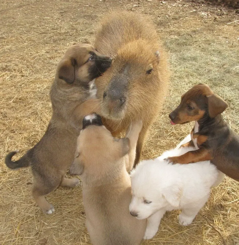 loving capybara