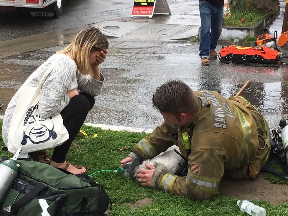 dog and firefighter