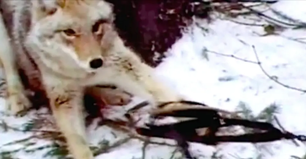 They Stumble Upon A Coyote Caught In A Trap — Find Something Even More