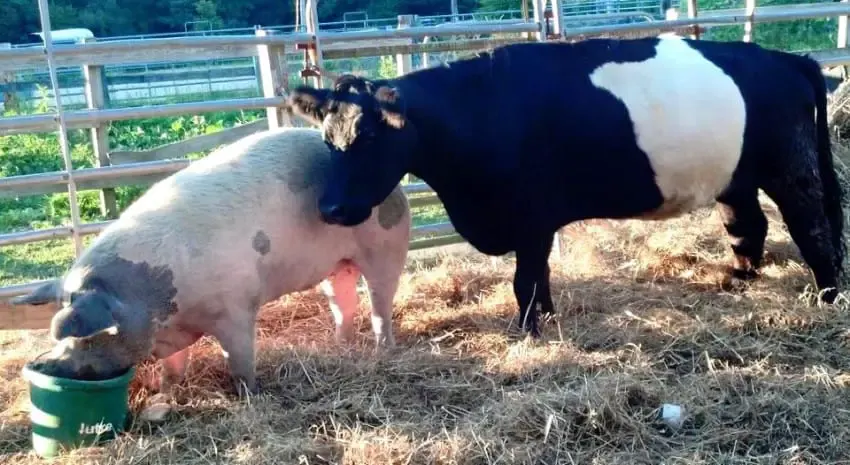 cow and pig