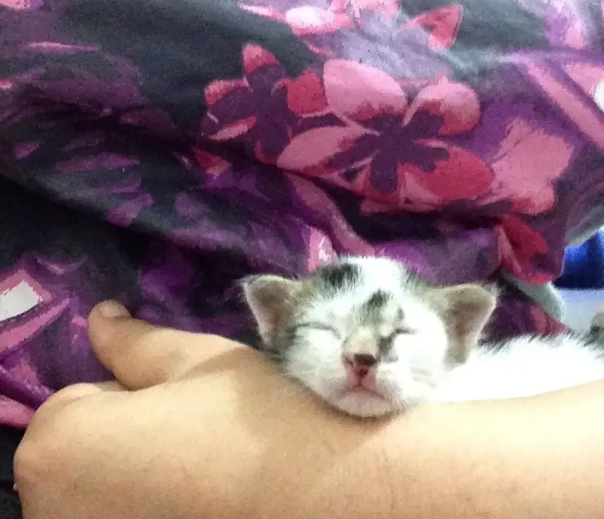 abandoned kitten
