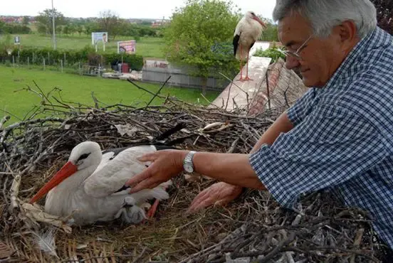 stork soulmates