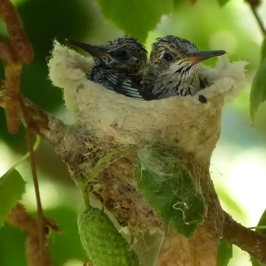 hummingbird eggs