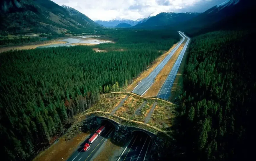 nature bridges