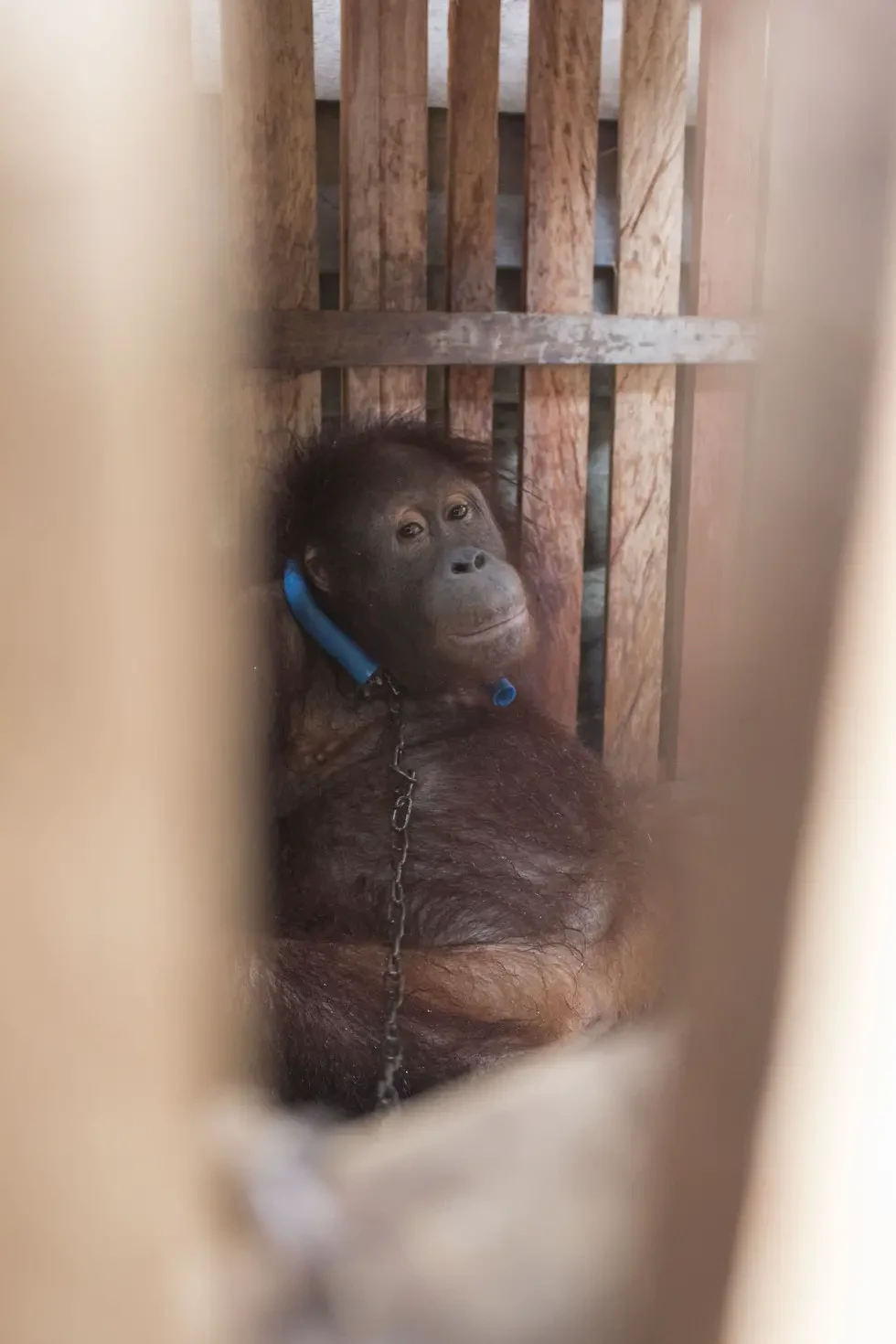 locked up orangutan