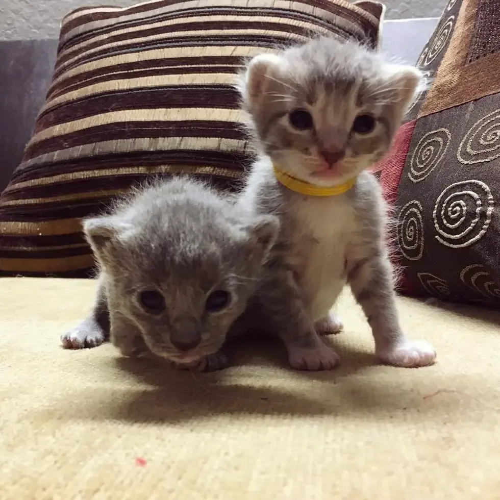 cats and kittens