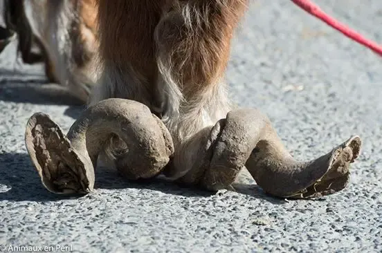 pony and horse neglect