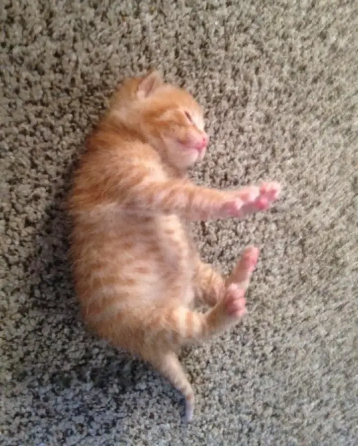 kitten in garbage bin