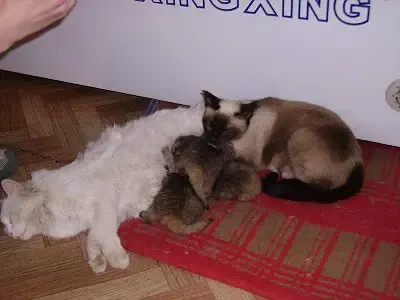 unusual kittens