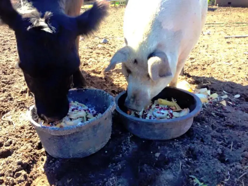 cow and pig