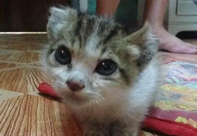 kitten abused