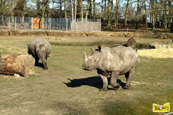 rhino killed for horn