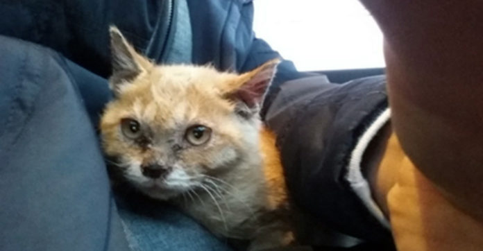 poor kitten rescued from a meat farm was so hungry he was eating