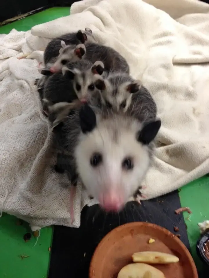 opossum