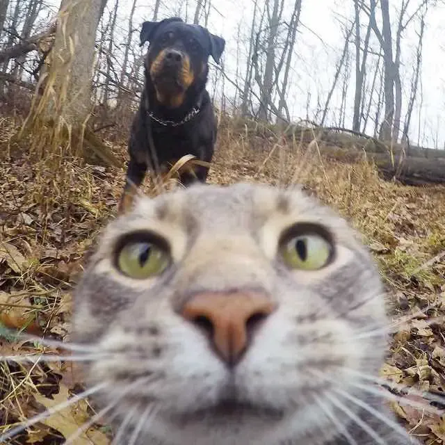 cat selfie