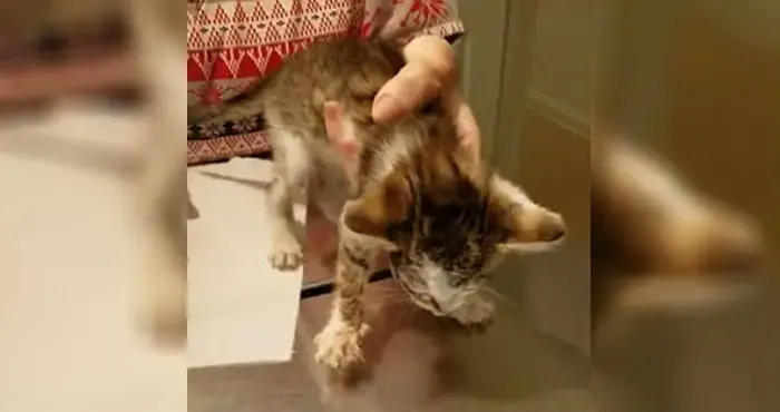 kitten and vet