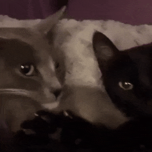 cats and kittens