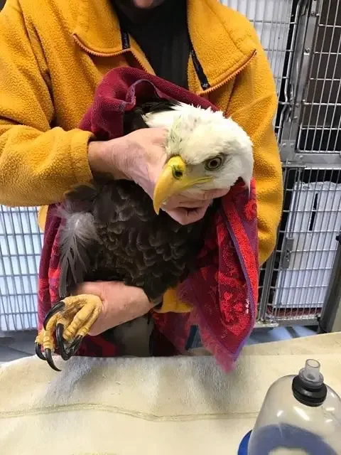 paralyzed bald eagle