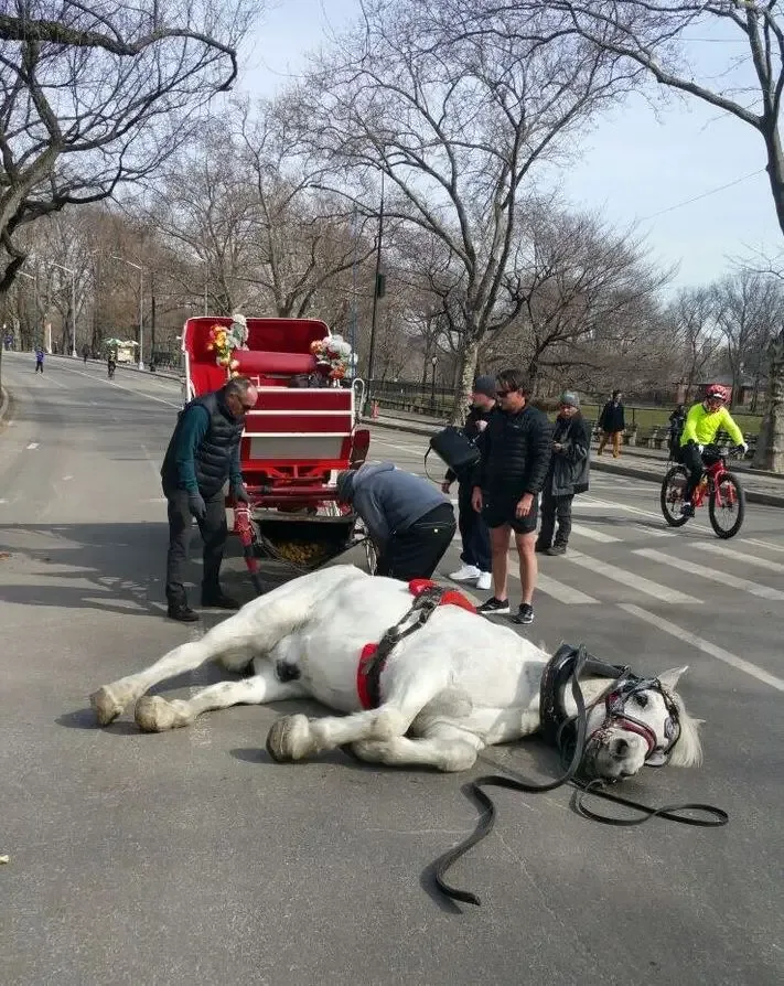 horse collapses