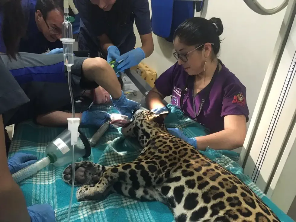 baby jaguar