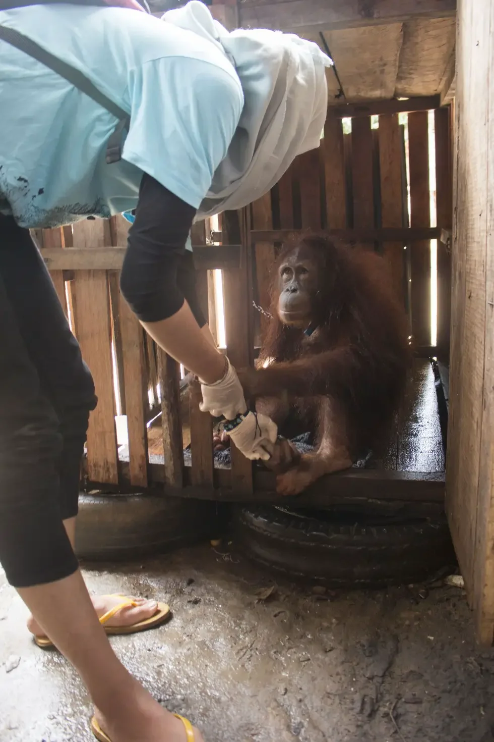 locked up orangutan