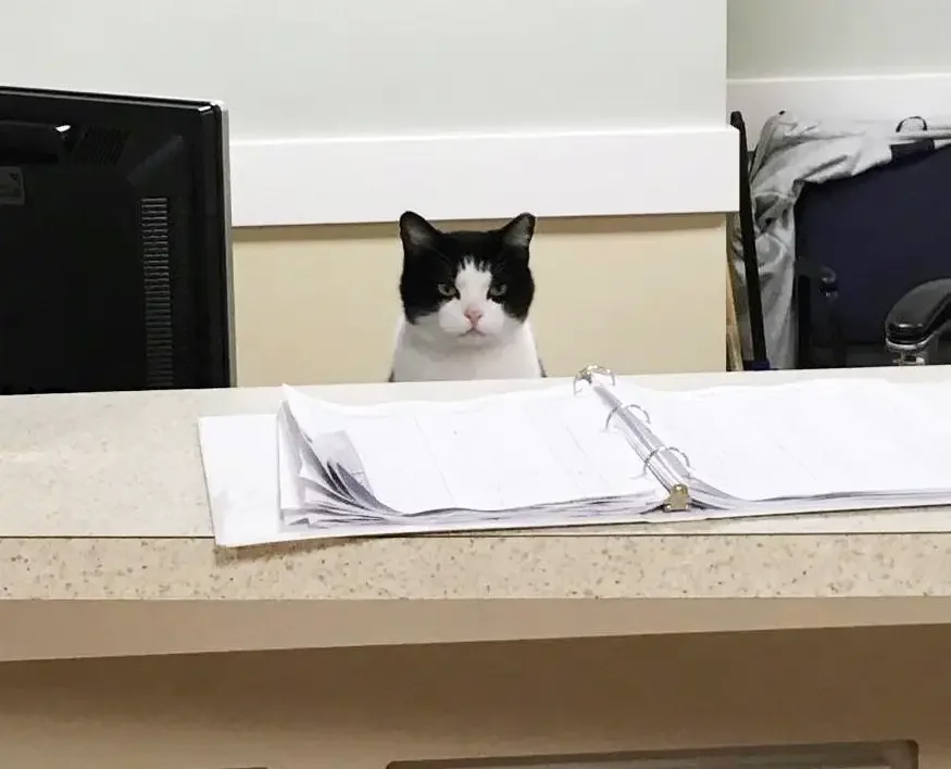 cat employee