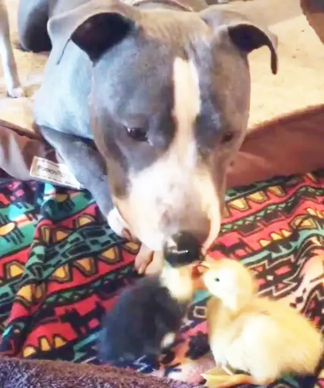 pit bulls and ducks