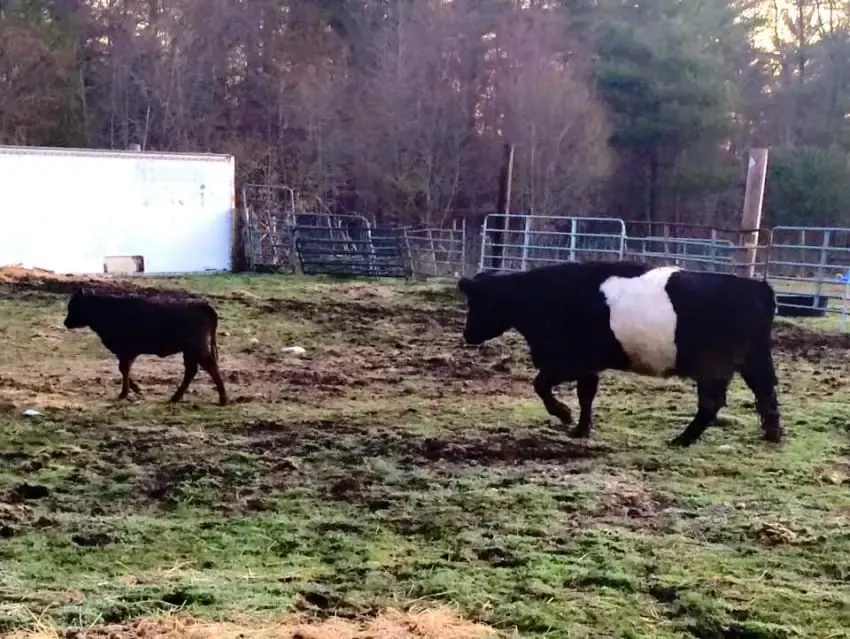 cow and pig