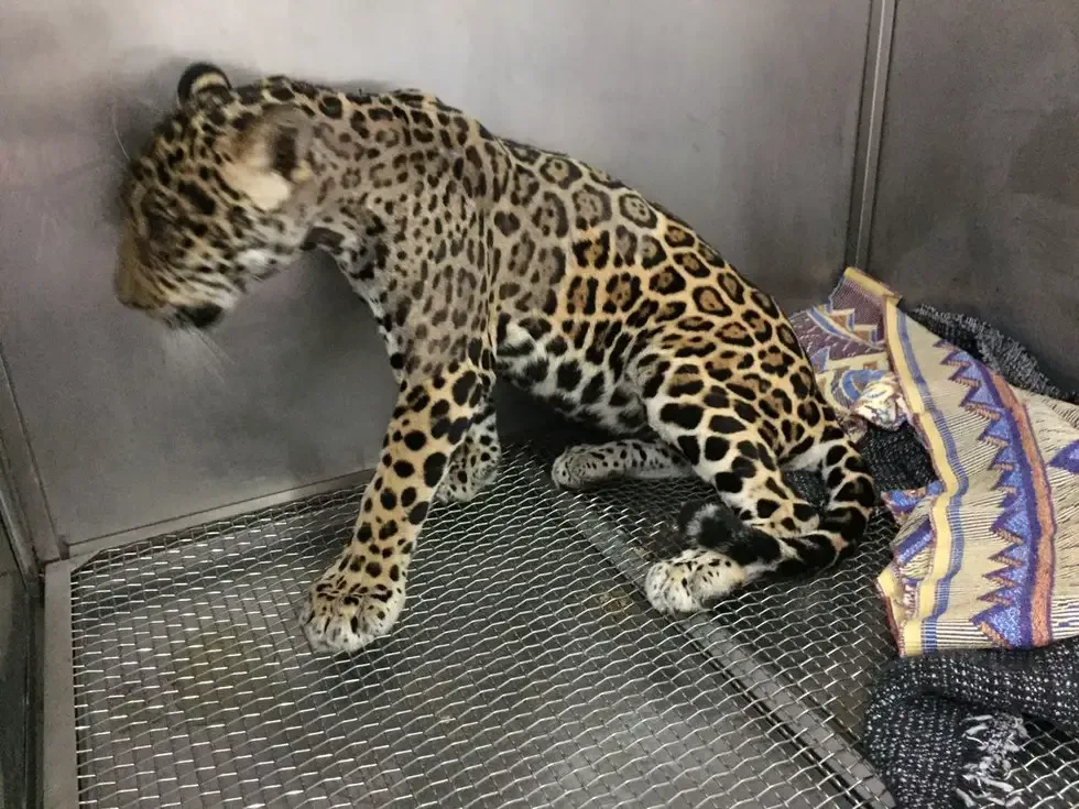 baby jaguar