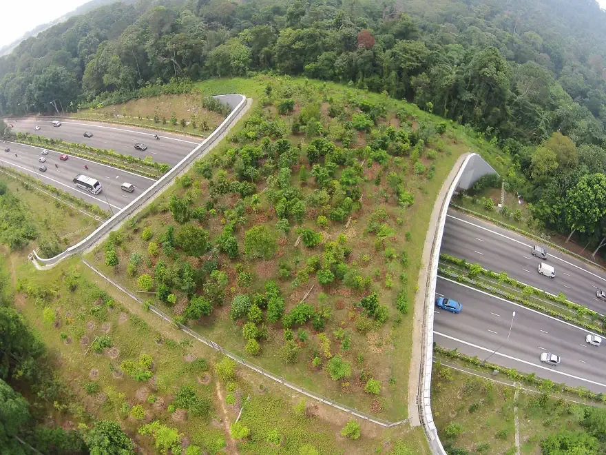 nature bridges