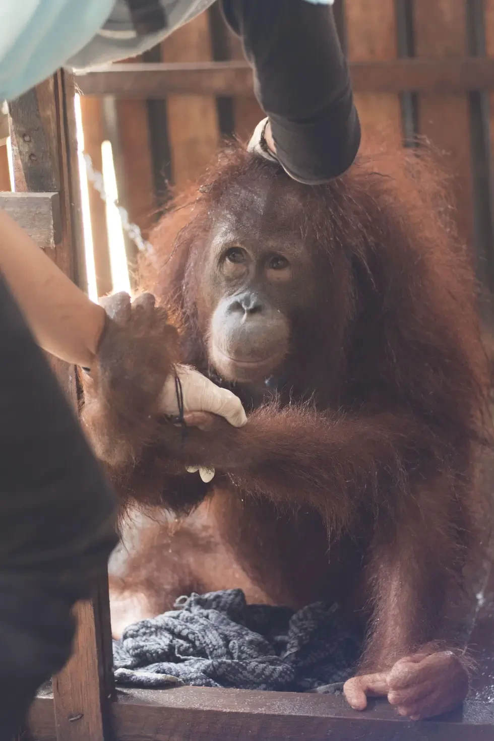 locked up orangutan