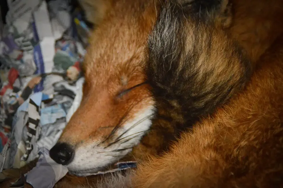 cuddling fox