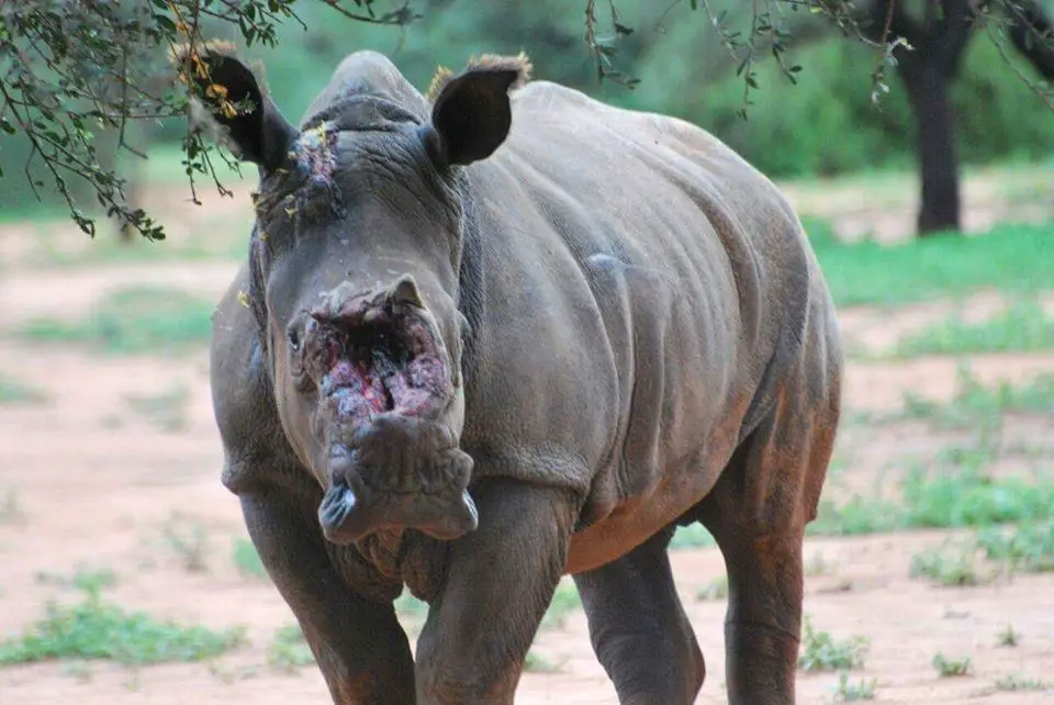 poachers and rhino. 