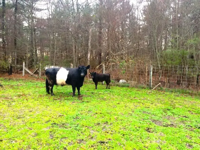 cow and pig