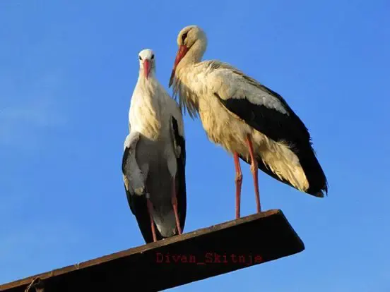 stork soulmates