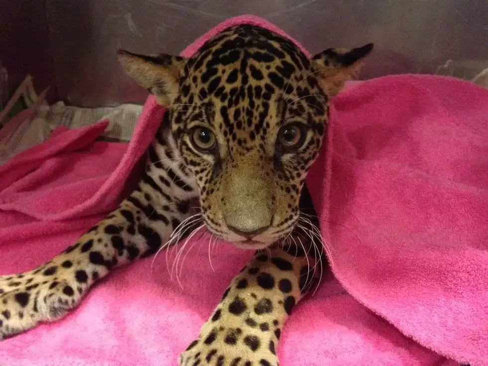 baby jaguar