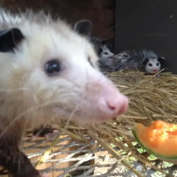 opossum