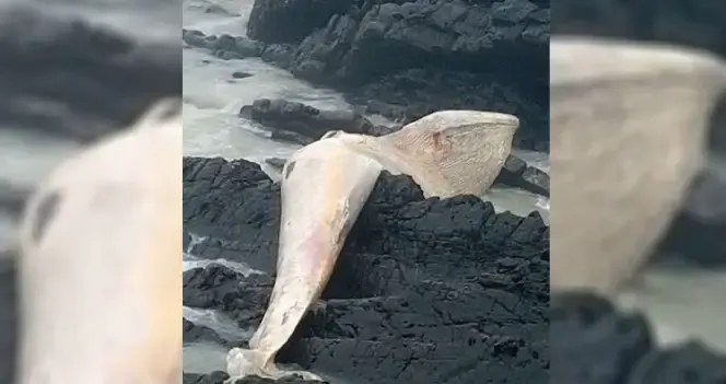 massive sea creature