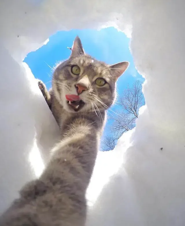 cat selfie