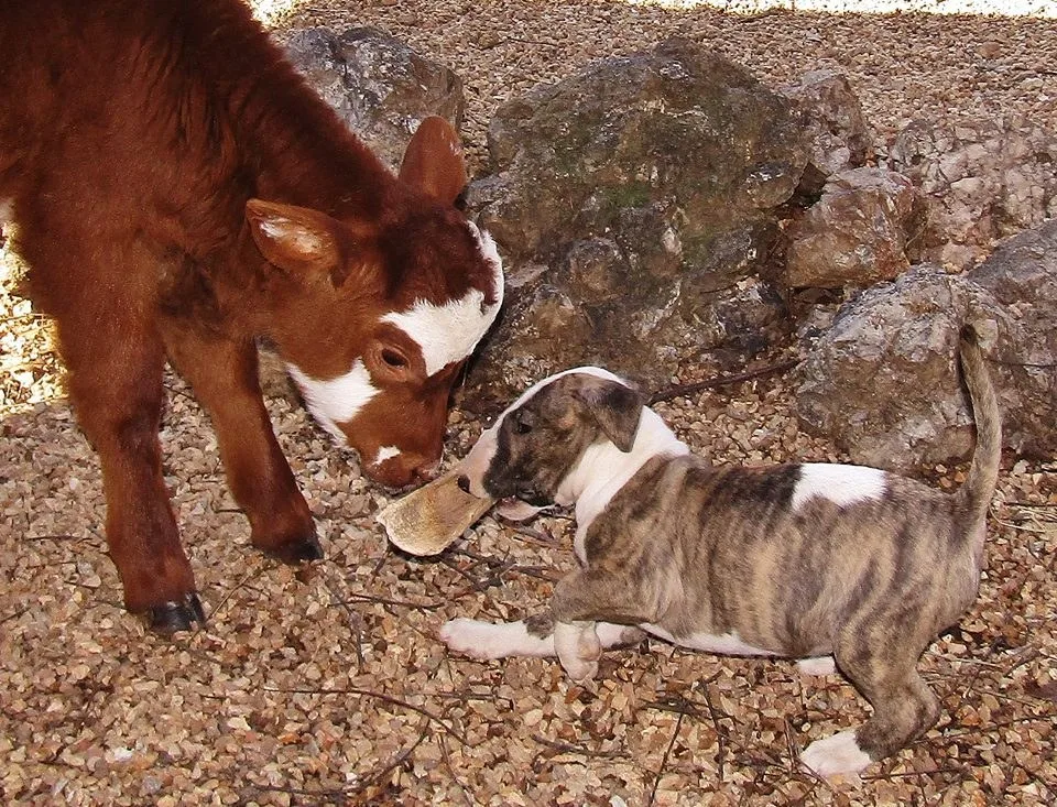 cow and dogs