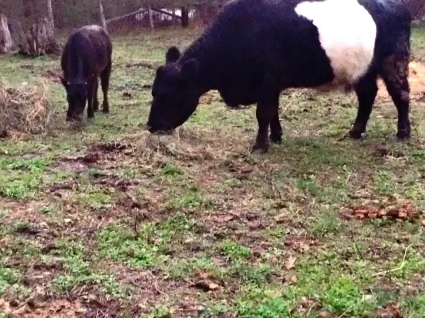 cow and pig