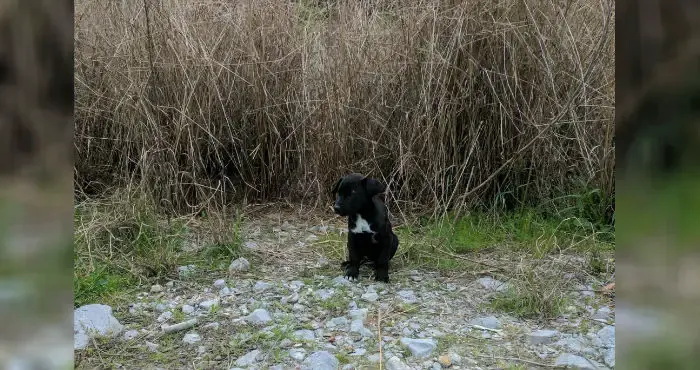 abandoned puppies