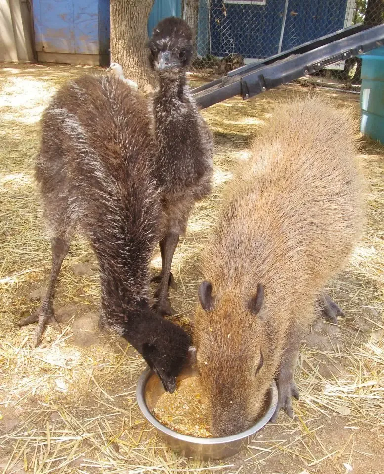 loving capybara