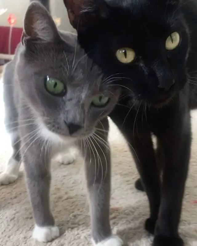 cats and kittens