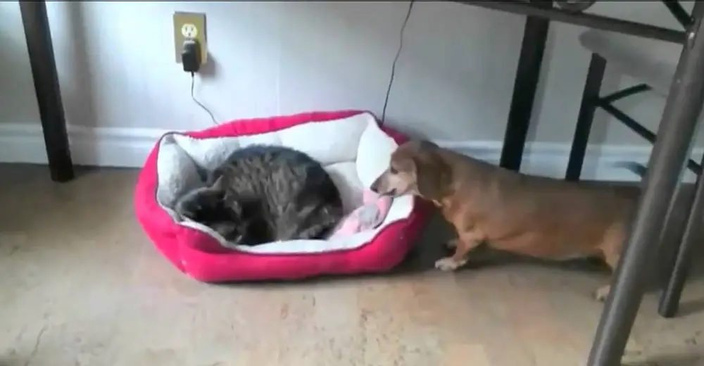 How These Dogs Behave When They Find Cats 'Stealing' Their Beds Will