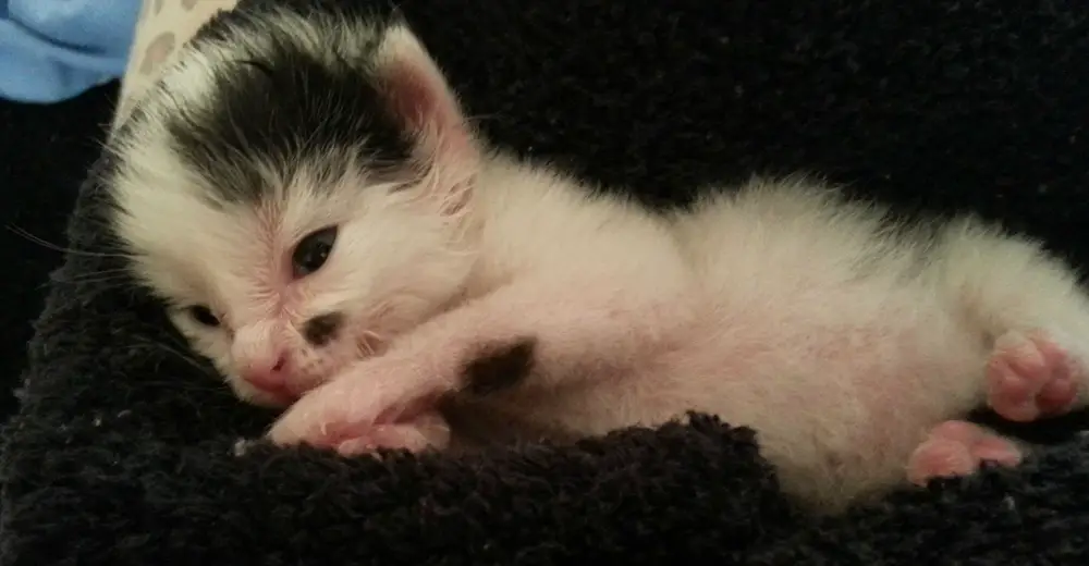 Kitten Lost In The Woods Cries For Help, But See What Happens When